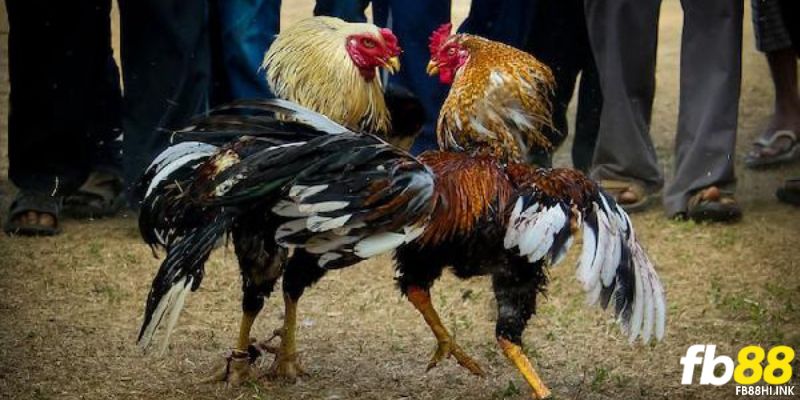FB88